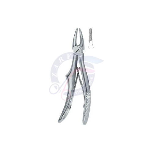 Incisors and cuspids 137