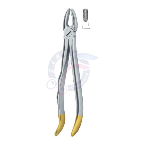 Incisors and cuspids 1 