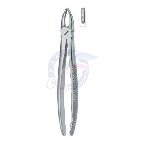 Incisors and Bicuspids 1 